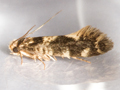 Triaxomasia caprimulgella